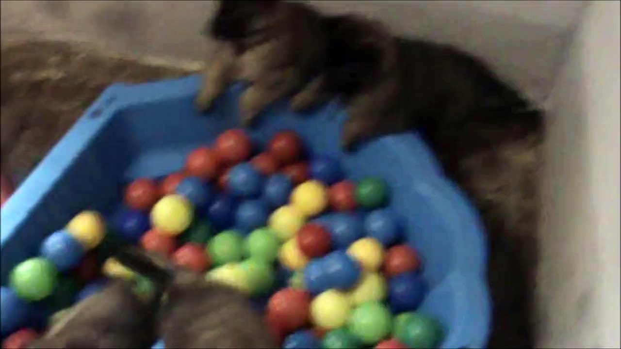 LA CKALIKSOU, élevage de B.B. Tervueren nichée 2014Ecurie en folie 2