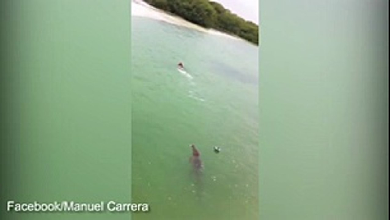 Man out swims crocodile off beach in Mexico
