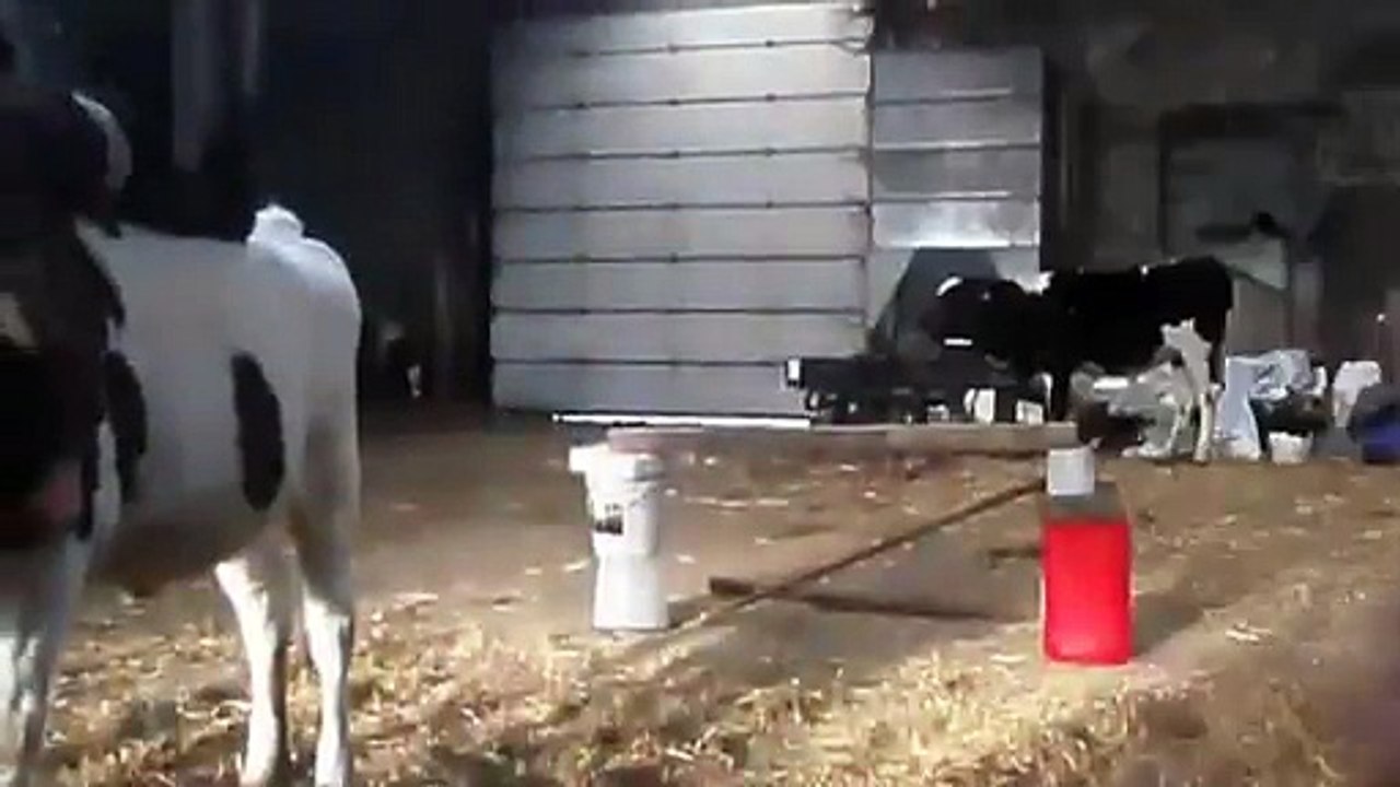 Cow Jumping Obstacle