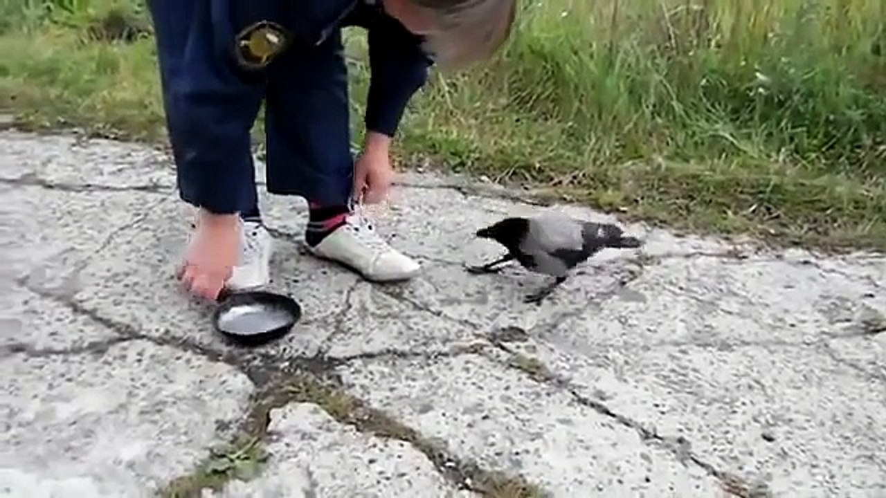 Spoiled Crow