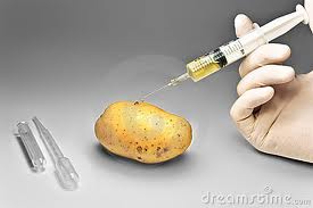 WARNING: USDA APPROVES GENETICALLY MODIFIED GMO POTATO