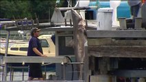 Un grand requin blanc de 2,5m capturé au large d'une plage australienne