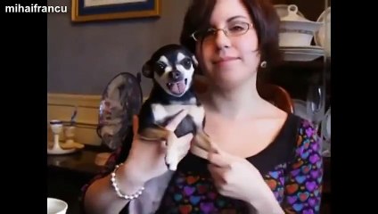 Best Funny Video New Compilation 2014 Animals, Babies, Accidents, Fails, Russia, Stupid, People, V(1)