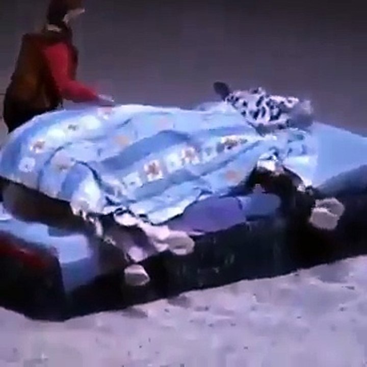 Do Not Disturb    Horse Sleeping On Bed