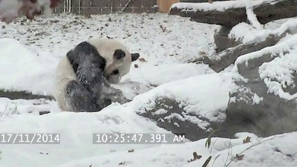 Look at this adorable panda bear play in the snow.