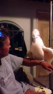 So Crazy Cockatoo headbanging!