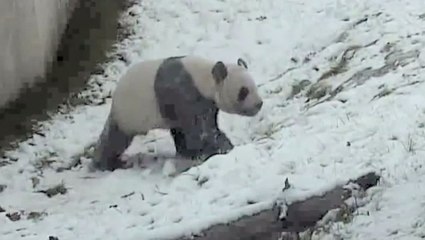 Toronto: un Panda Géant s'éclate dans la neige