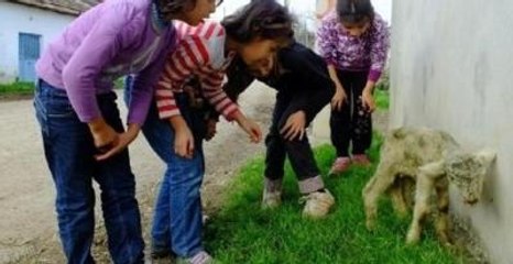 Balıkesir'de 6 Bacaklı Kuzu Doğdu