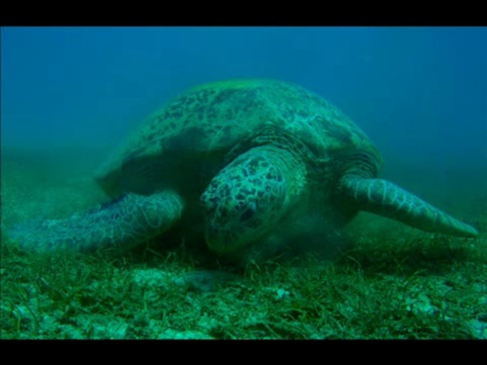 Sea turtle´s death