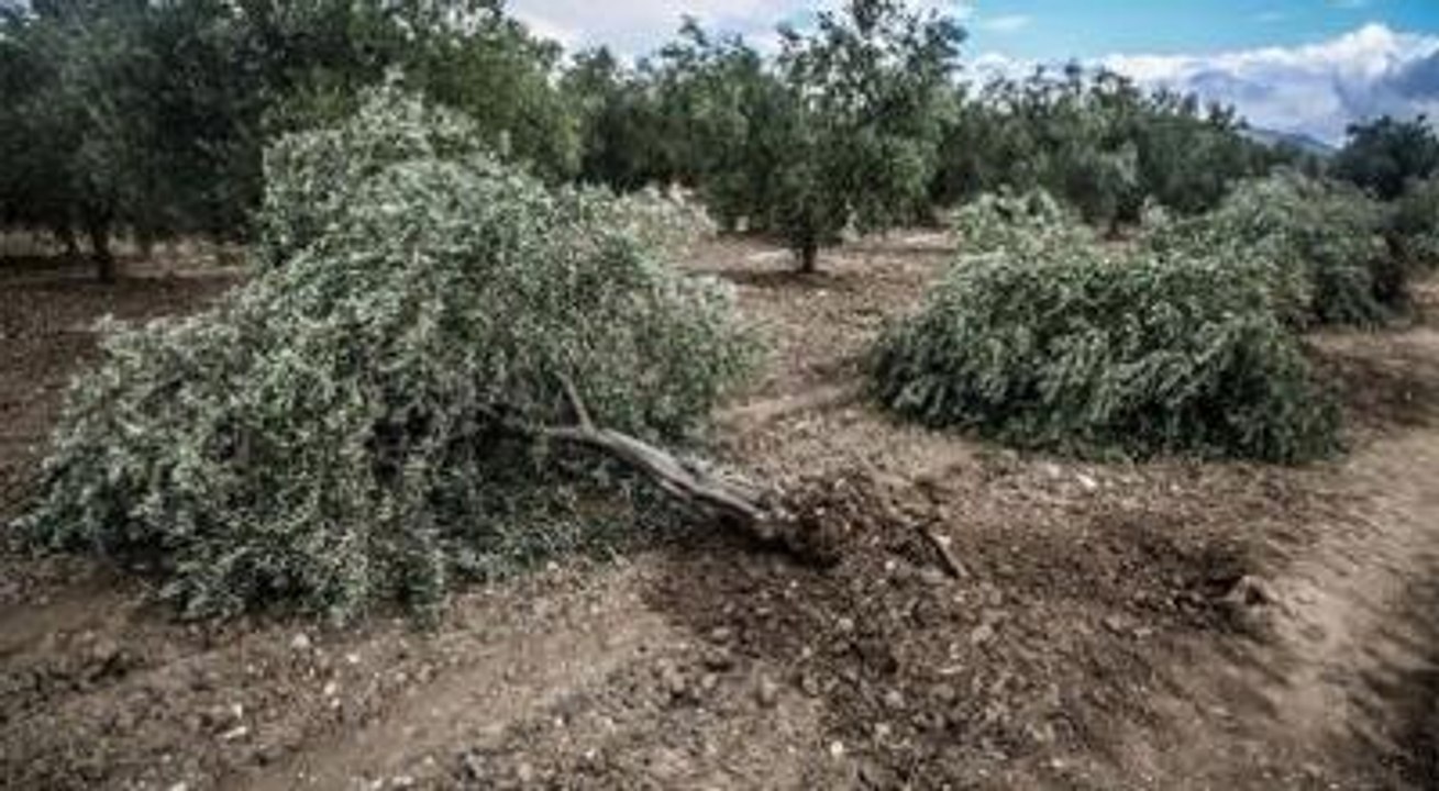 Kesilen 6 Bin Zeytin Ağacı Yerine 5 Milyon Zeytin Ağacı Diktik"