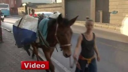 Eşek ve Katırla Dünyayı Dolaştılar, Boğaz Köprüsü'nden Geçemediler