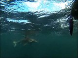 Hammerhead Shark Stalks Kayakers - Pushin Water Kayak Charters