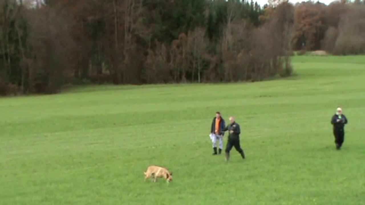 Be Aware Cobra @ VBSÖ-Belgiersiegerprüfung 2014 - Fährte