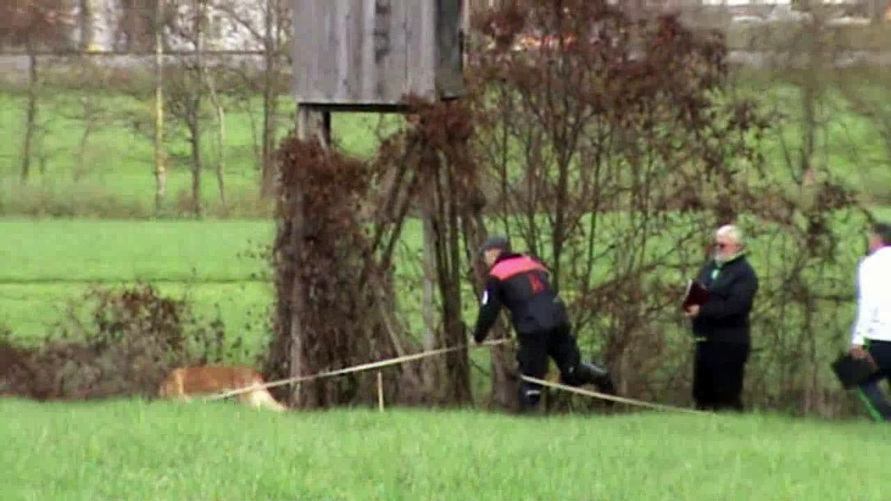 VBSÖ - VBSÖ Belgiersiegerprüfung 2014 @ Ederer Bernhard & Abahatschi vom Causa Nostre Letita @ Fährte