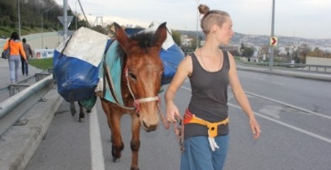 Eşek ve Katırla Dünyayı Dolaşan Çift Boğaz Köprüsü'nde Takıldı
