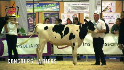 VIDEO - Jeudi : début des concours laitiers
