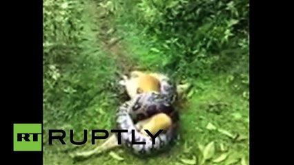 Un chien échappe miraculeusement à la mort d'un python