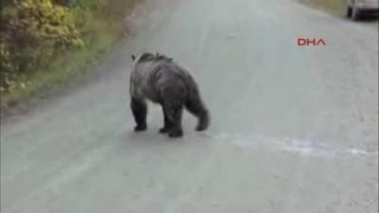 Meraklı Ayı Kendisini Görüntüleyen Kameranın Arkasına Geçti Ve?