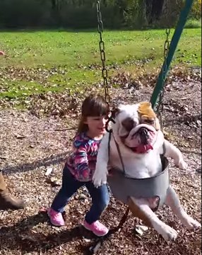 Ozzy the Bulldog Enjoys Being Pushed on the Swing