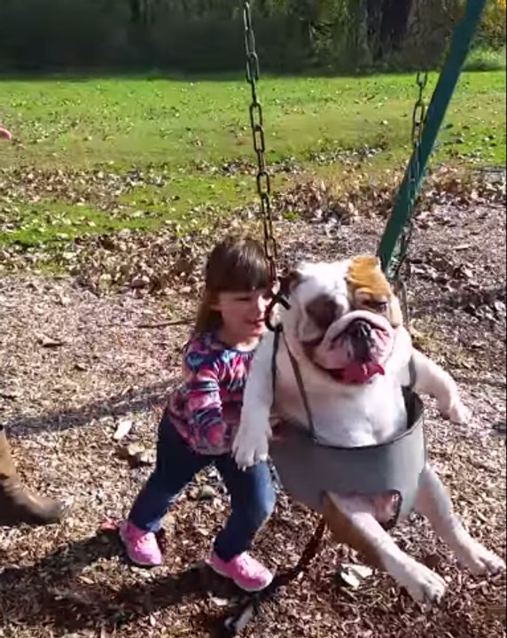 Ozzy the Bulldog Enjoys Being Pushed on the Swing