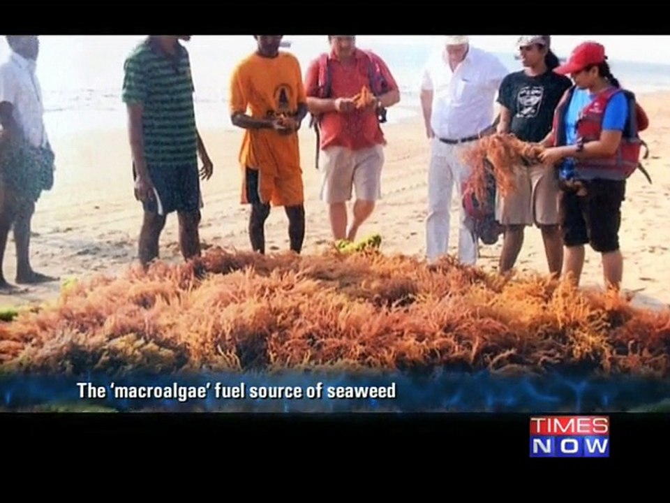 Seaweed as a biomass source for biofuel