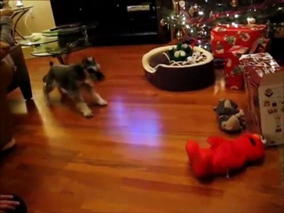 Cute and funny animals compilation may 2013
