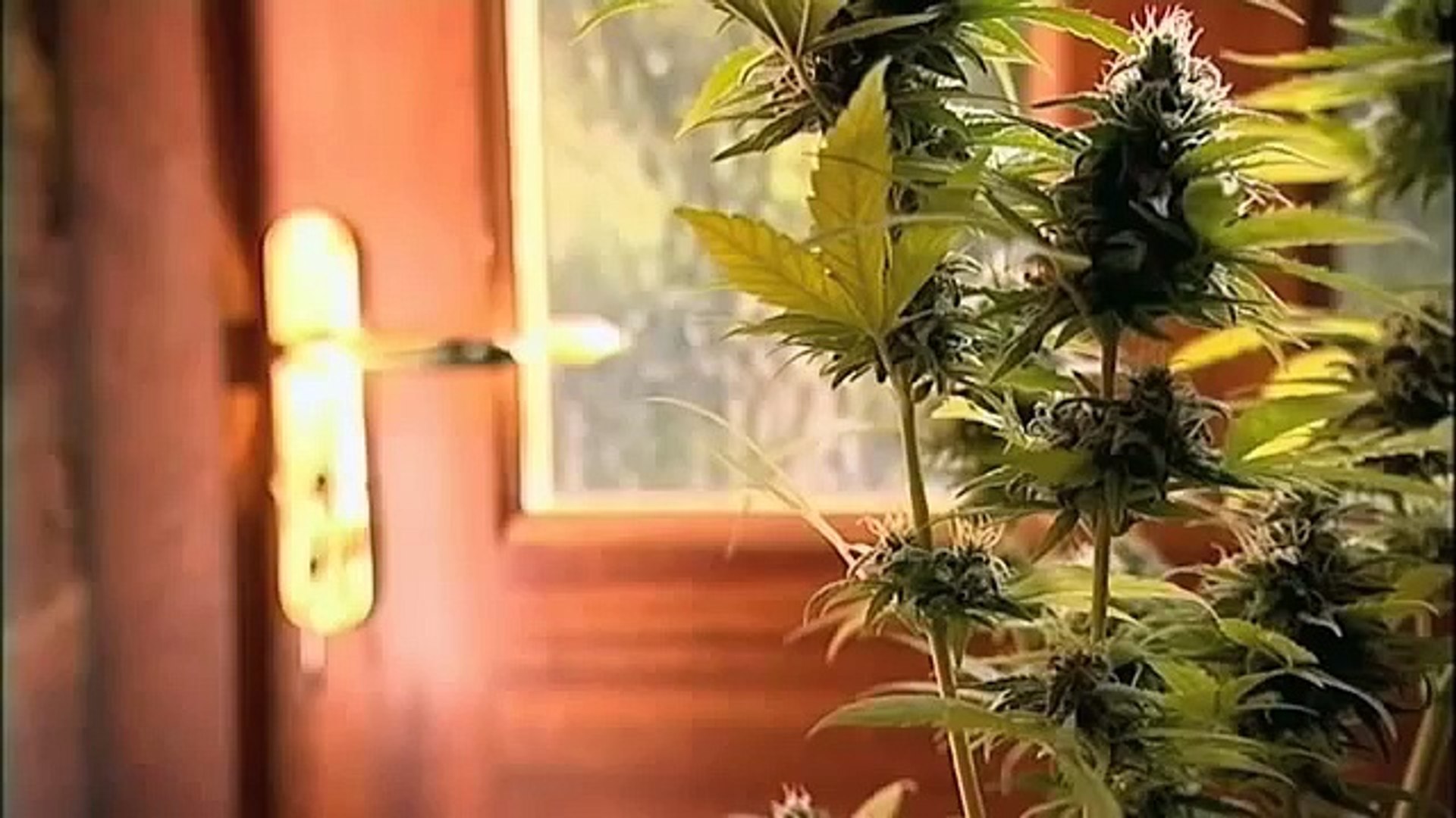 British Medical Cannabis