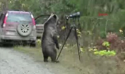 Meraklı ayı kameranın başına geçti