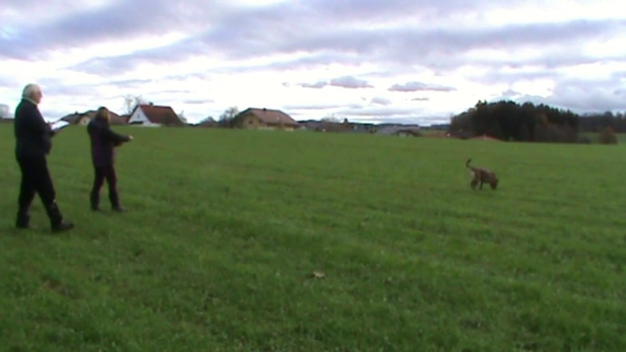 VBSÖ - VBSÖ Belgiersiegerprüfung 2014 @ Florschütz Petra & Xenie de Alphaville Bohemia @ Fährte