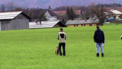 VBSÖ - VBSÖ Belgiersiegerprüfung 2014 @ Netroufal Peter & Aesh vom Causa Nostre Letita @ Fährte