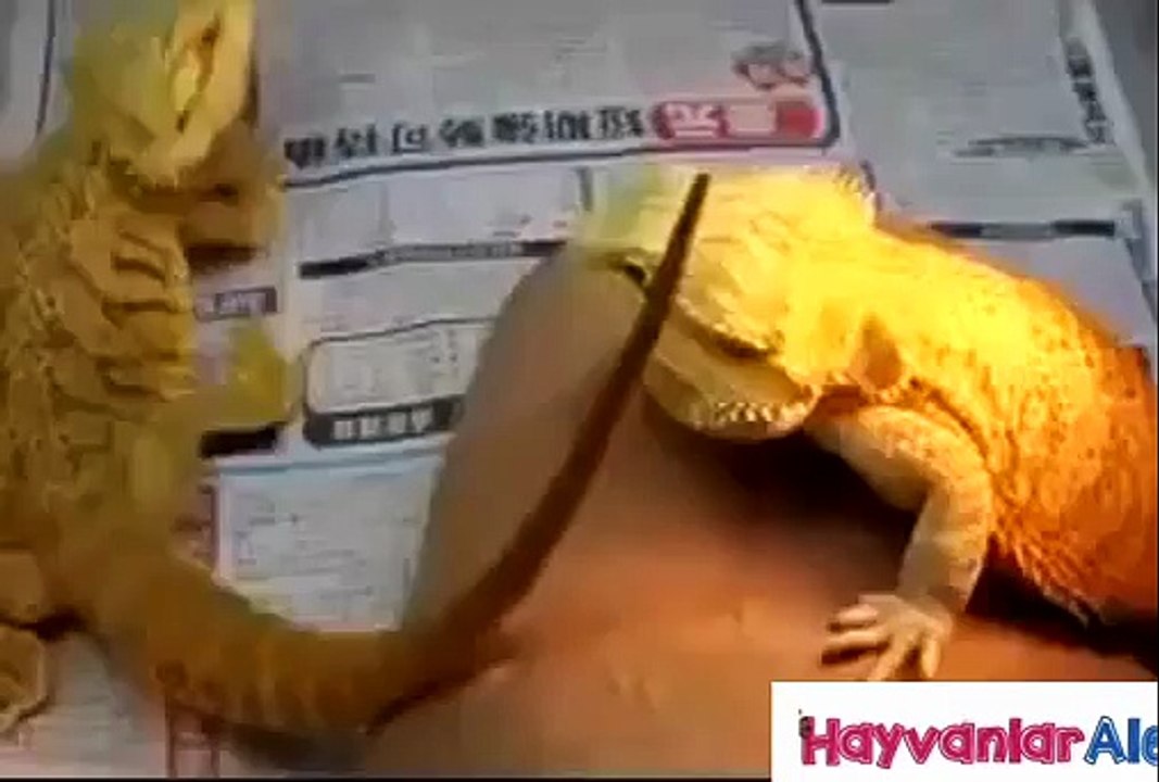 Pogona Vitticeps mating So Cute And Funny - Animals Mating Hard And Fast UP CLOS