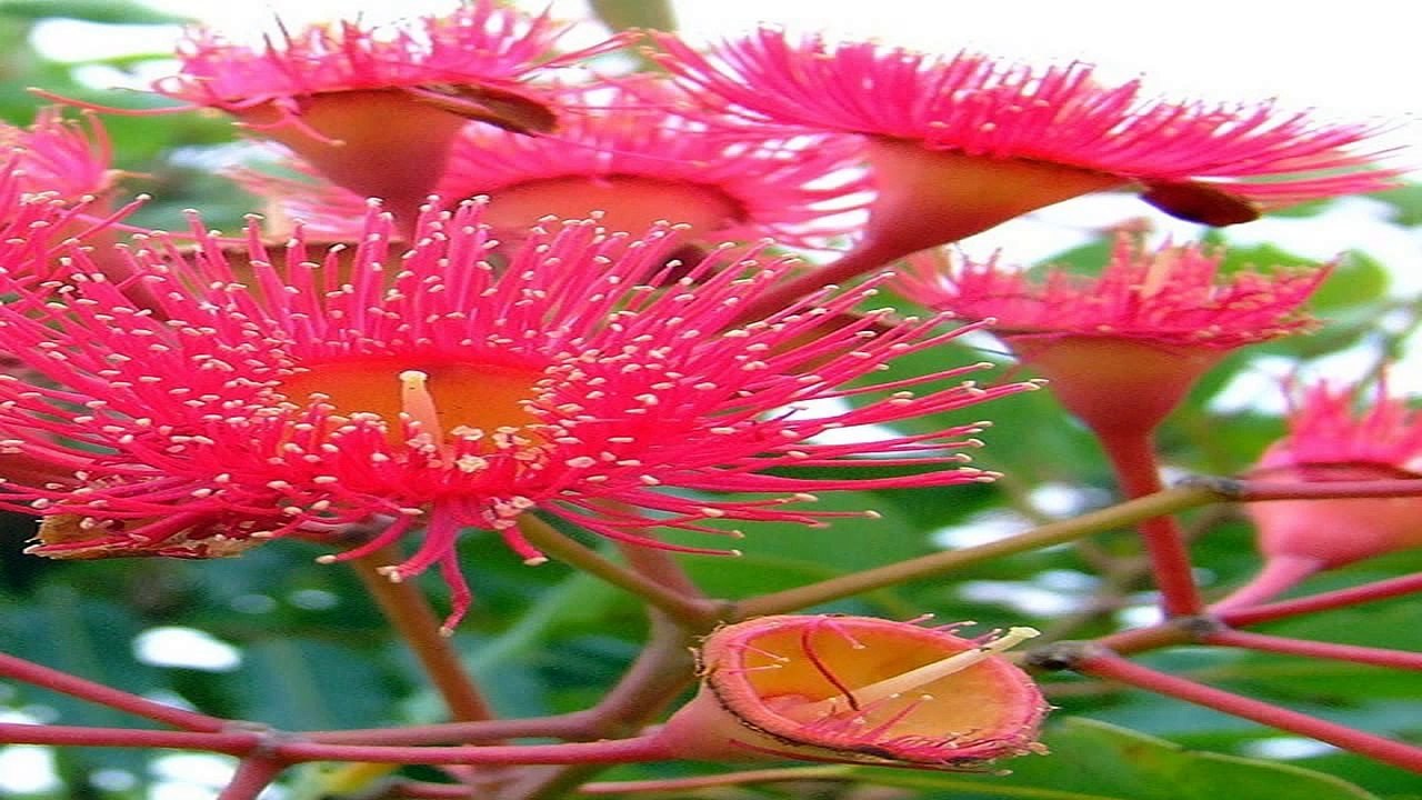 Fleurs Étranges (PP)