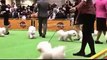 2014 year FCI Japan Pacific International dog show bichon frise male champion class screening