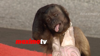 Crystal the Monkey Highest Paid Primate in Hollywood