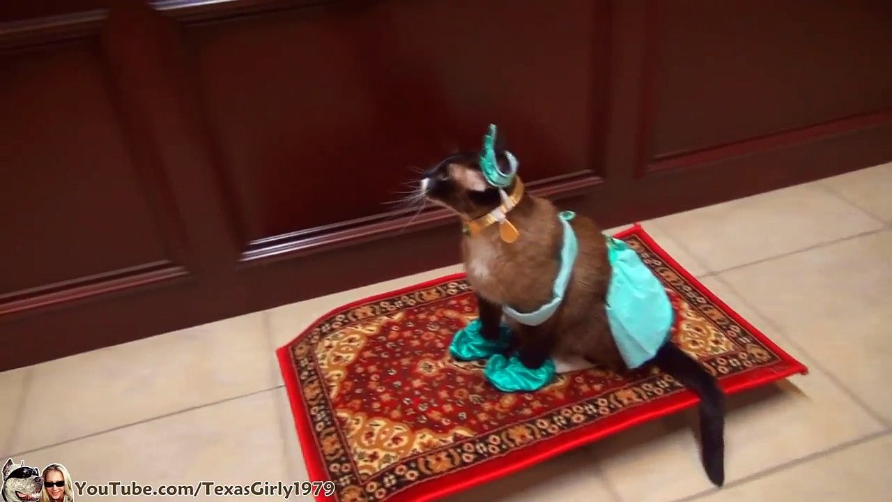 O gato do Aladino!