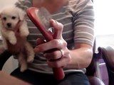 How To Brush Your Bichon Frise Puppy