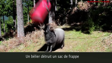 Elle pratique un examen gratuit des testicules en pleine rue