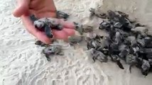 Des bébés tortues