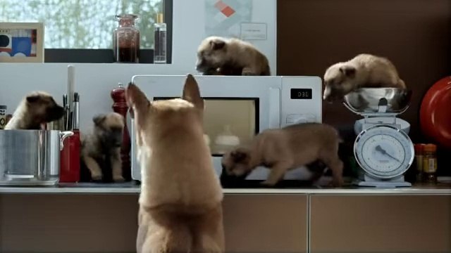 Kito est devenu père de cinq chiots adorables !