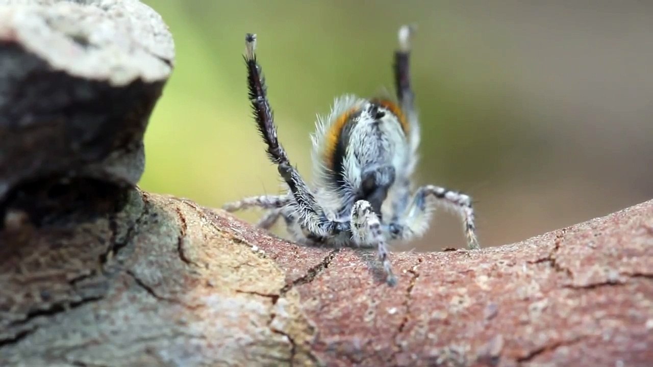 Une araignée paon