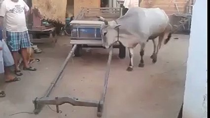 Vous n'allez pas croire de quoi est capable cette vache