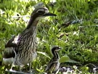 Bush Stone Curlew