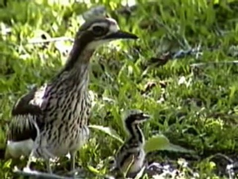 Bush Stone Curlew