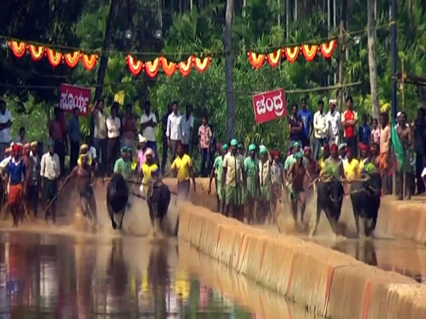 kambala race,,,,,,,,,,,,,,,