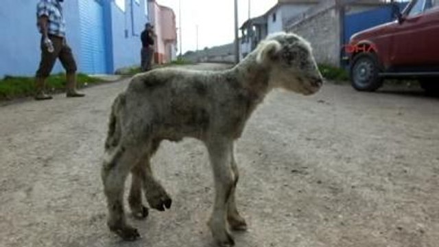 Altı Bacaklı Kuzu Görenleri Şaşırttı