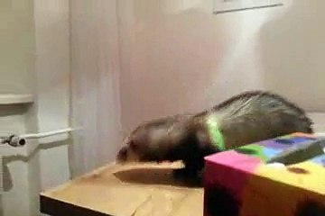 Un furet rate son saut