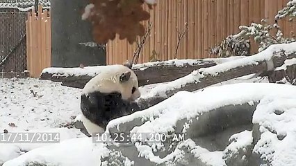 Un panda géant s'amuse dans la neige