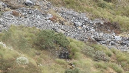 How many hidden bull tahr can you spot?