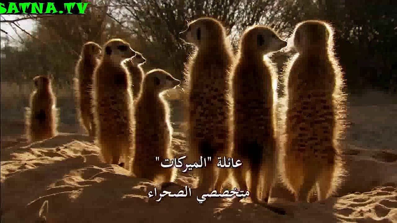 منتديات أسود الفضائيات " اذا لم تكن تعرف حيل مهنتك فحياتك ستكون صعبة "