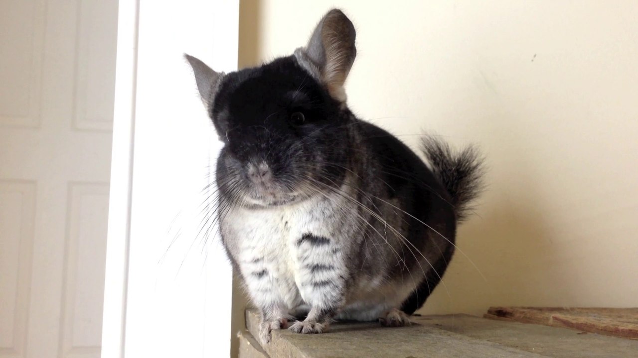 Regal Black Velvet Chinchilla Video Dailymotion